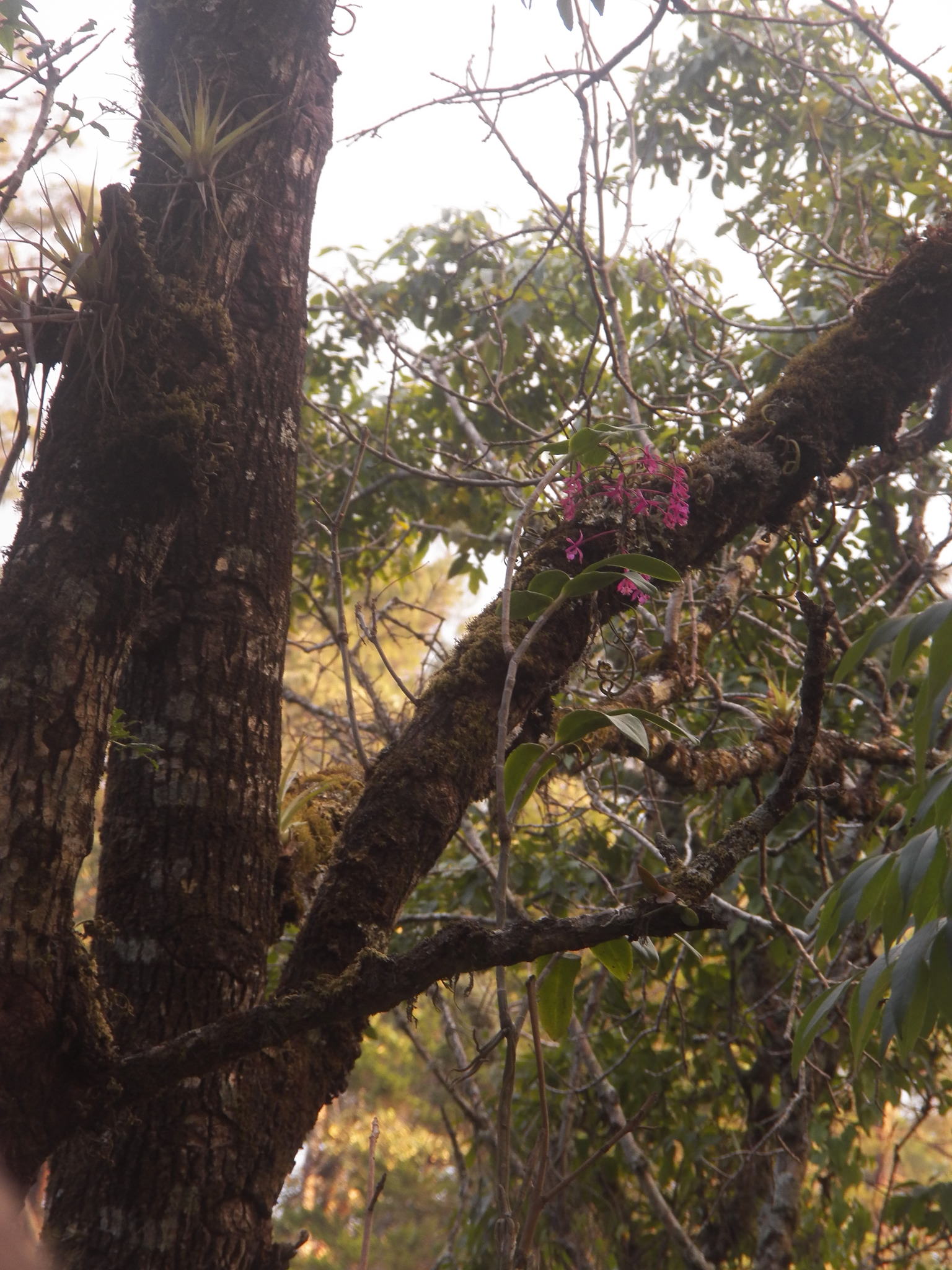 Epidendrum magnificum